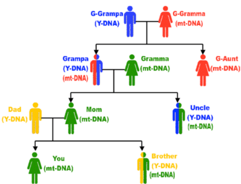 Can Females Trace Their Paternal Line?