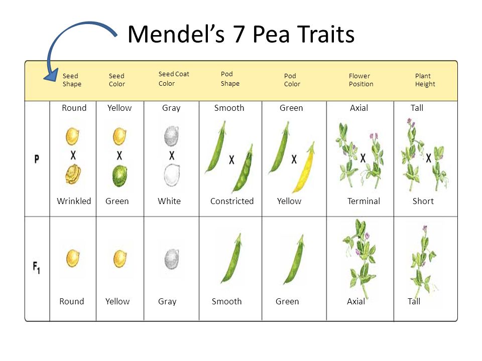 Mendelian Genetics